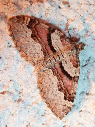 Réf. 204 797 : Xanthorhoe designata